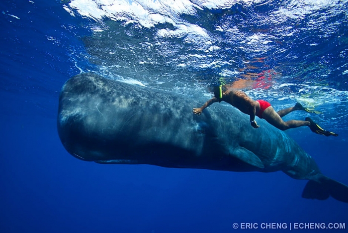 Eric Echeng swims with sperm whales in Dominica