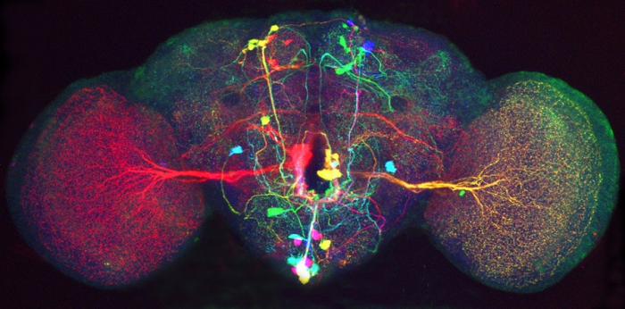 Fruit Fly Brainscan (From: http://www.technologyreview.com/biomedicine/32423/page1/)