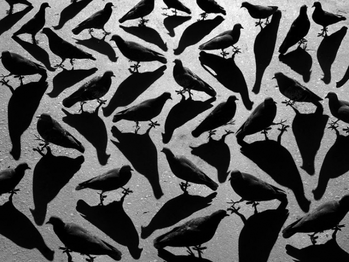 'Shadow Birds' by Alexei Bednij
